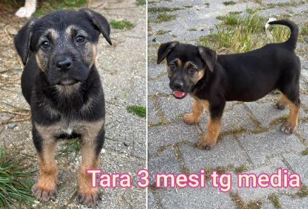 23 mesi Adorabili cucciolini  | Foto 4