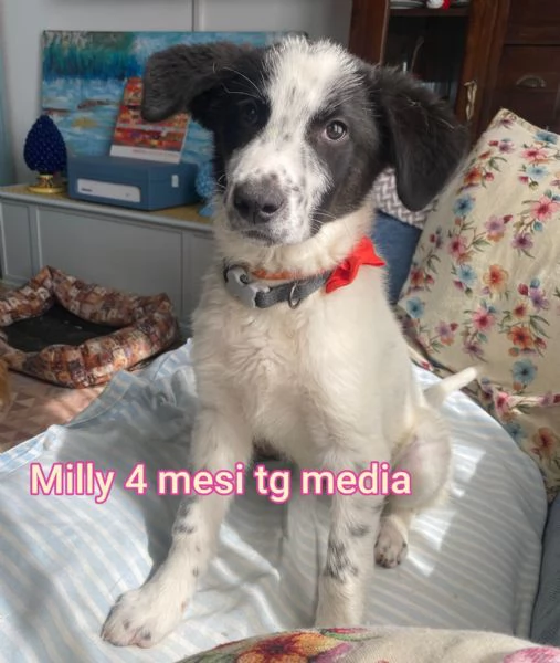 23 mesi Adorabili cucciolini  | Foto 0