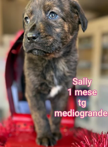 23 mesi Adorabili cucciolini  | Foto 1