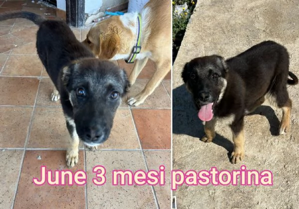 23 mesi Adorabili cucciolini  | Foto 0