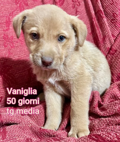 23 mesi Adorabili cucciolini  | Foto 4