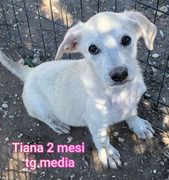 23 mesi Adorabili cucciolini  | Foto 2