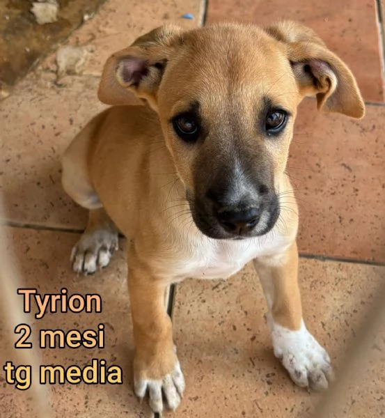 23 mesi Adorabili cucciolini  | Foto 3