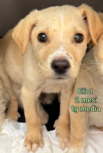 23 mesi Adorabili cucciolini  | Foto 0