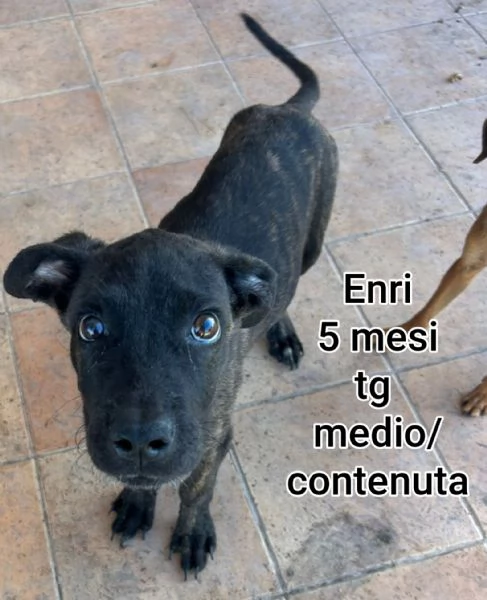 23 mesi Adorabili cucciolini  | Foto 2