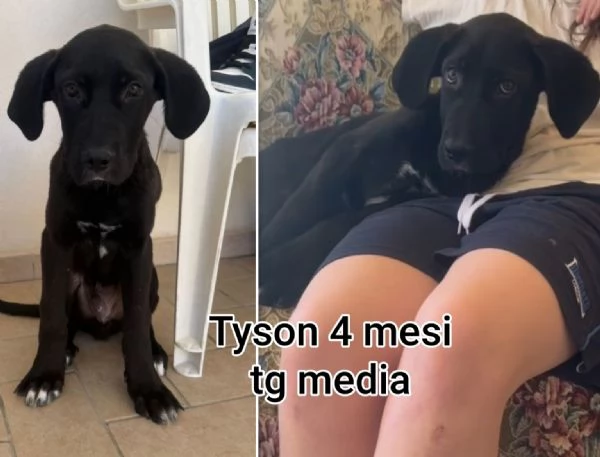 23 mesi Adorabili cucciolini  | Foto 3