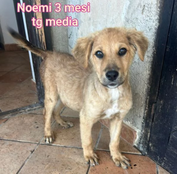 23 mesi Adorabili cucciolini  | Foto 1