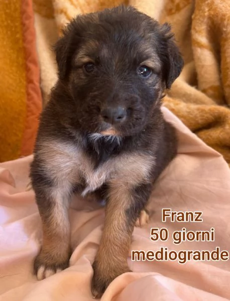 23 mesi Adorabili cucciolini  | Foto 2