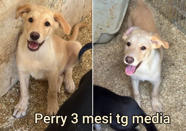 23 mesi Adorabili cucciolini  | Foto 2