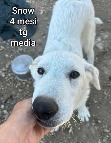 23 mesi Adorabili cucciolini  | Foto 0