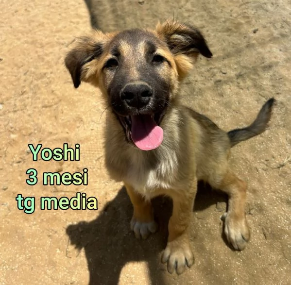 23 mesi Adorabili cucciolini  | Foto 1