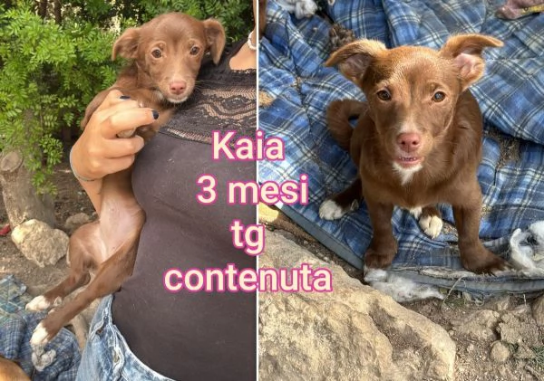 23 mesi Adorabili cucciolini 