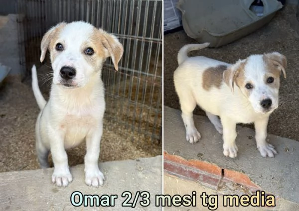 23 mesi Adorabili cucciolini  | Foto 1
