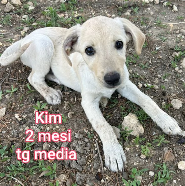 23 mesi Adorabili cucciolini 