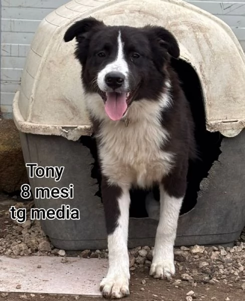 23 mesi Adorabili cucciolini  | Foto 0