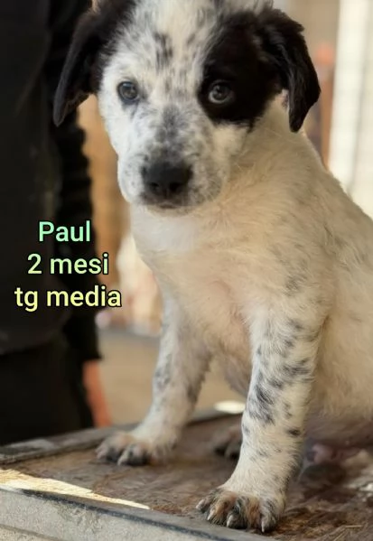 23 mesi Adorabili cucciolini 