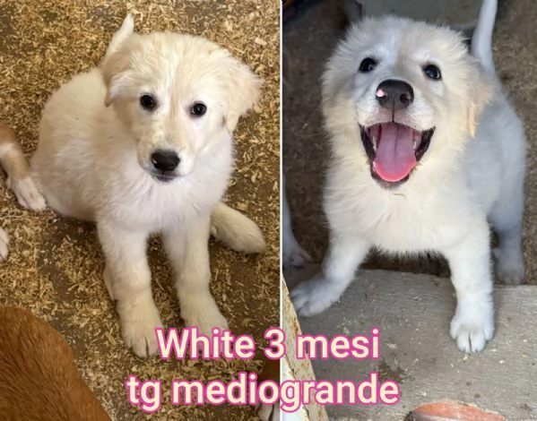 23 mesi Adorabili cucciolini  | Foto 0