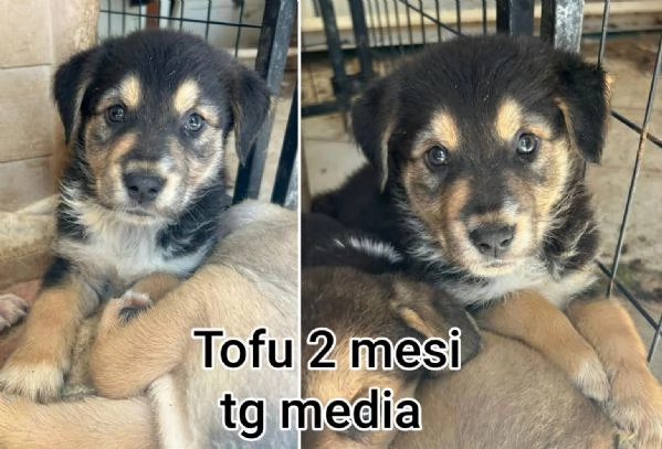 23 mesi Adorabili cucciolini  | Foto 0