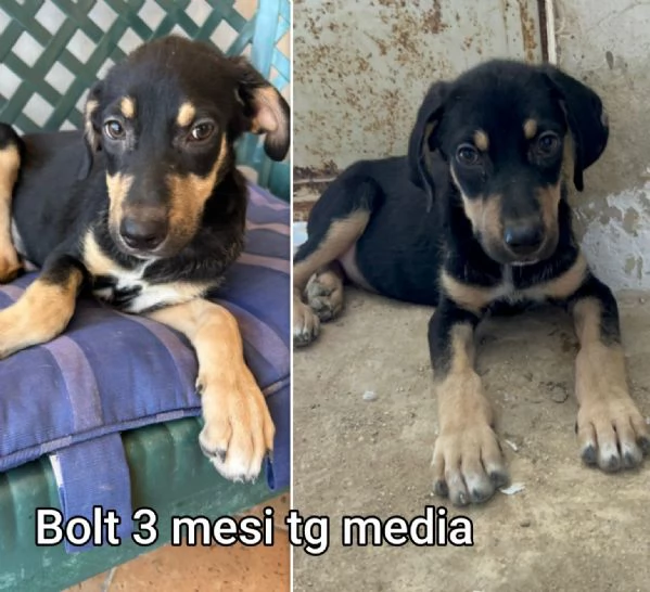 Cuccioli di 23 mesi Taglie medie | Foto 6