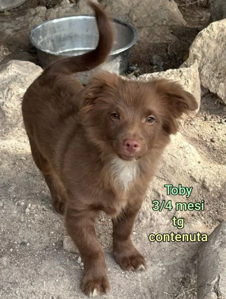 Cuccioli di 23 mesi Taglie medie | Foto 6