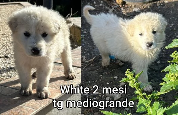 Cuccioli di 23 mesi Taglie medie | Foto 5