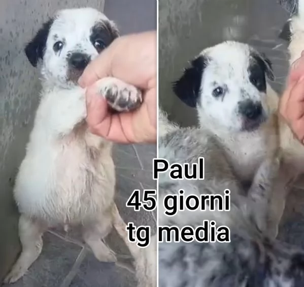 Cuccioli di 23 mesi Taglie medie