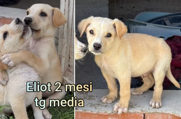 Cuccioli di 23 mesi Taglie medie | Foto 6