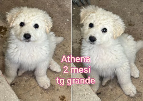 Cuccioli di 23 mesi Taglie medie