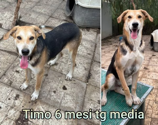 Cuccioli di 23 mesi Taglie medie | Foto 6