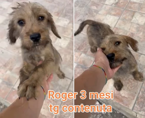 Cuccioli di 23 mesi Taglie medie | Foto 6