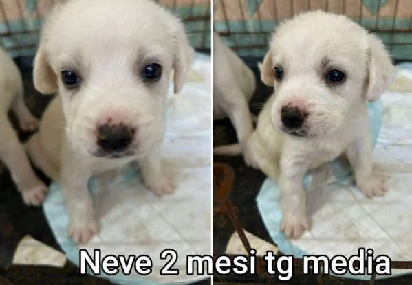 Cuccioli di 23 mesi Taglie medie | Foto 5