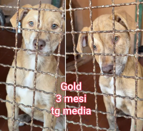 Cuccioli di 23 mesi Taglie medie | Foto 5