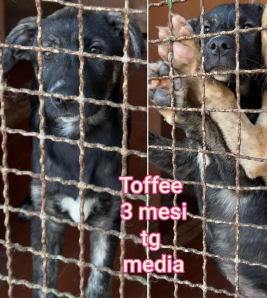 Cuccioli di 23 mesi Taglie medie | Foto 4