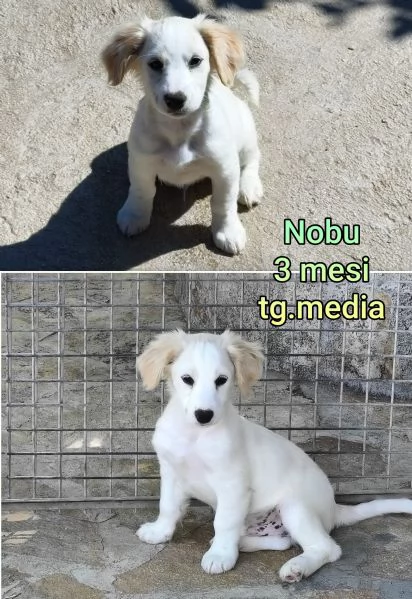 Cuccioli di 23 mesi Taglie medie | Foto 6