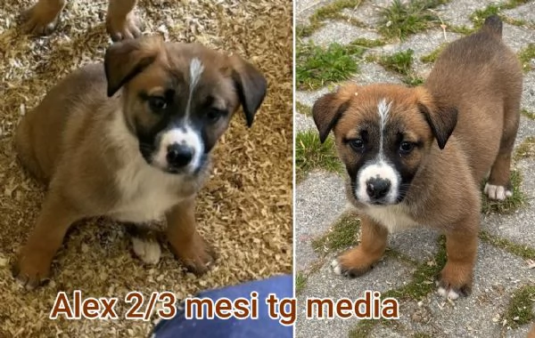 Cuccioli di 23 mesi Taglie medie