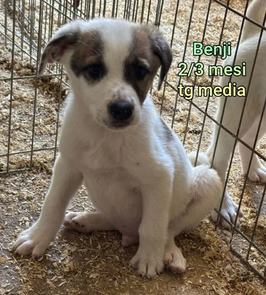 Cuccioli di 23 mesi Taglie medie | Foto 5