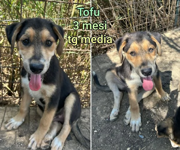 Cuccioli di 23 mesi Taglie medie | Foto 6