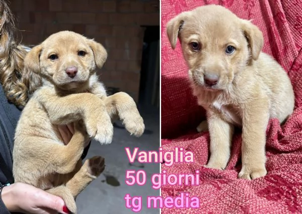 Cuccioli di 23 mesi Taglie medie | Foto 4