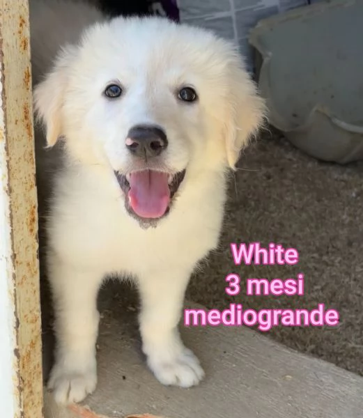 Cuccioli di 23 mesi Taglie medie | Foto 4