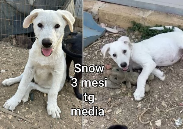 Cuccioli di 23 mesi Taglie medie | Foto 5