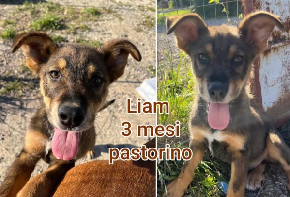 Cuccioli di 23 mesi Taglie medie | Foto 5