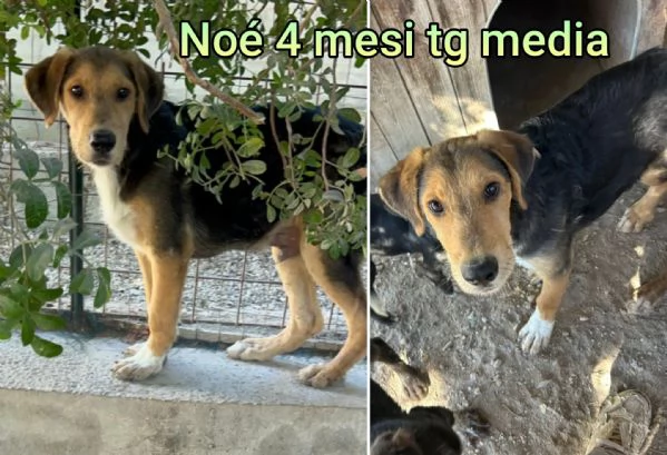 Cuccioli di 23 mesi Taglie medie | Foto 6