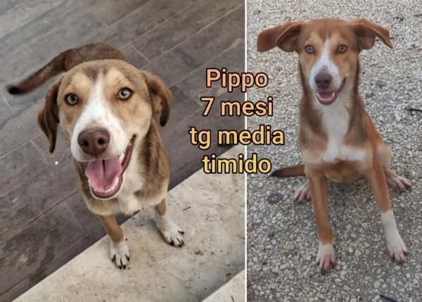 Cuccioli di 23 mesi Taglie medie | Foto 4