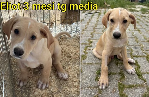 Cuccioli di 23 mesi Taglie medie | Foto 2