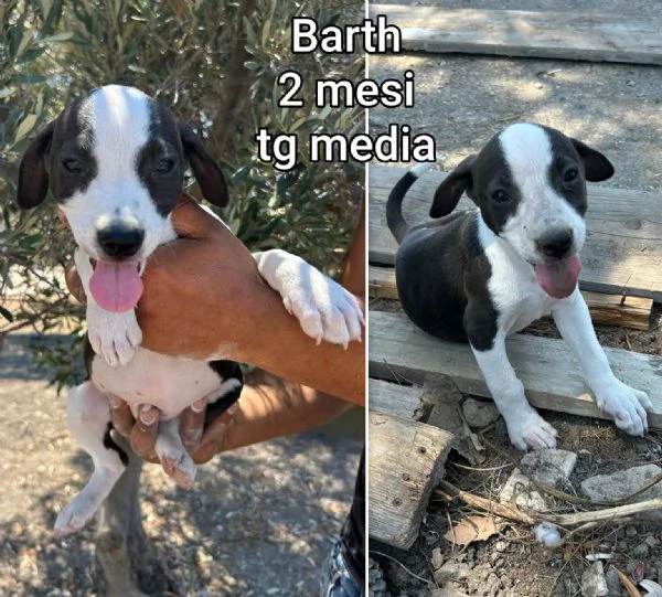 Cuccioli di 23 mesi Taglie medie