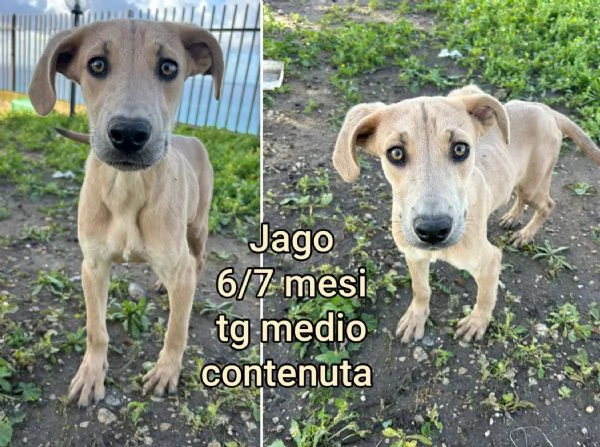 Cuccioli di 23 mesi Taglie medie | Foto 3