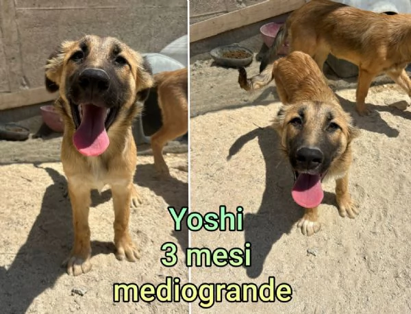 Cuccioli di 23 mesi Taglie medie | Foto 3
