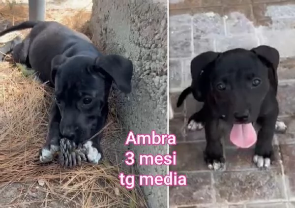 Cuccioli di 23 mesi Taglie medie | Foto 5