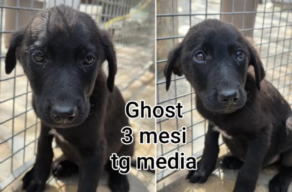 Cuccioli di 23 mesi Taglie medie | Foto 3