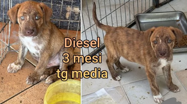 Cuccioli di 23 mesi Taglie medie | Foto 3